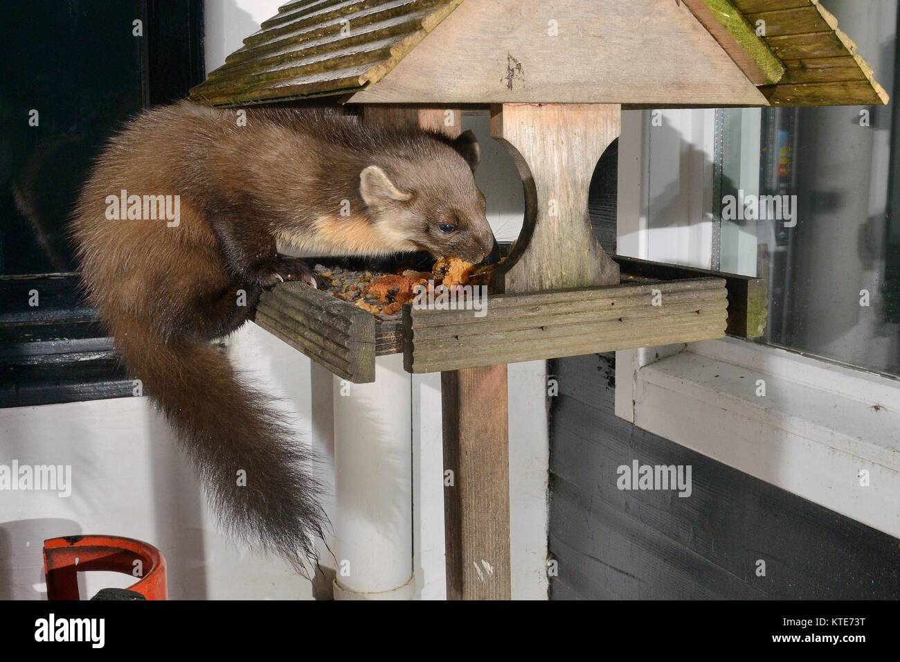 Femmina adulta martora (Martes martes) visitando un uccello tavolo in una guest house di notte per alimentazione sulla torta alla frutta, Knapdale, Argyll, Scotland, Regno Unito. Foto Stock