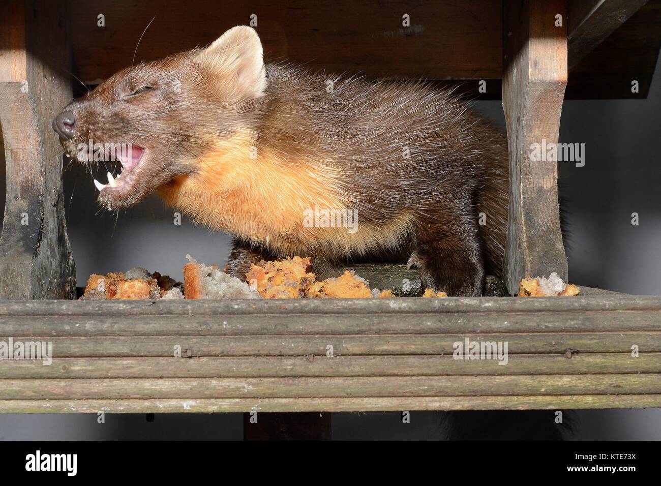 Giovane maschio martora (Martes martes) visitando un uccello tavolo in una guest house di notte per alimentazione sulla torta alla frutta, Knapdale, Argyll, Scozia, Ottobre. Foto Stock