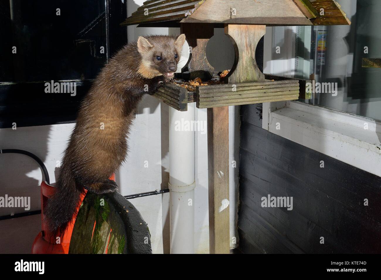 Femmina adulta martora (Martes martes) visitando un uccello tavolo in una guest house di notte per alimentazione sulla torta alla frutta, Knapdale, Argyll, Scozia, Ottobre. Foto Stock