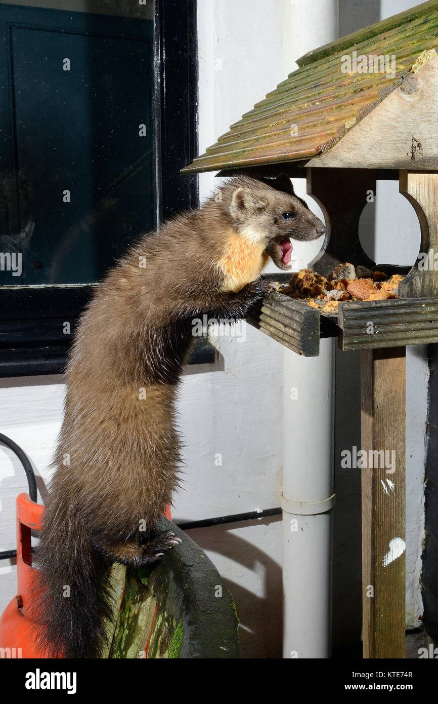 Femmina adulta martora (Martes martes) visitando un uccello tavolo in una guest house di notte per alimentazione sulla torta alla frutta, Knapdale, Argyll, Scotland, Regno Unito. Foto Stock