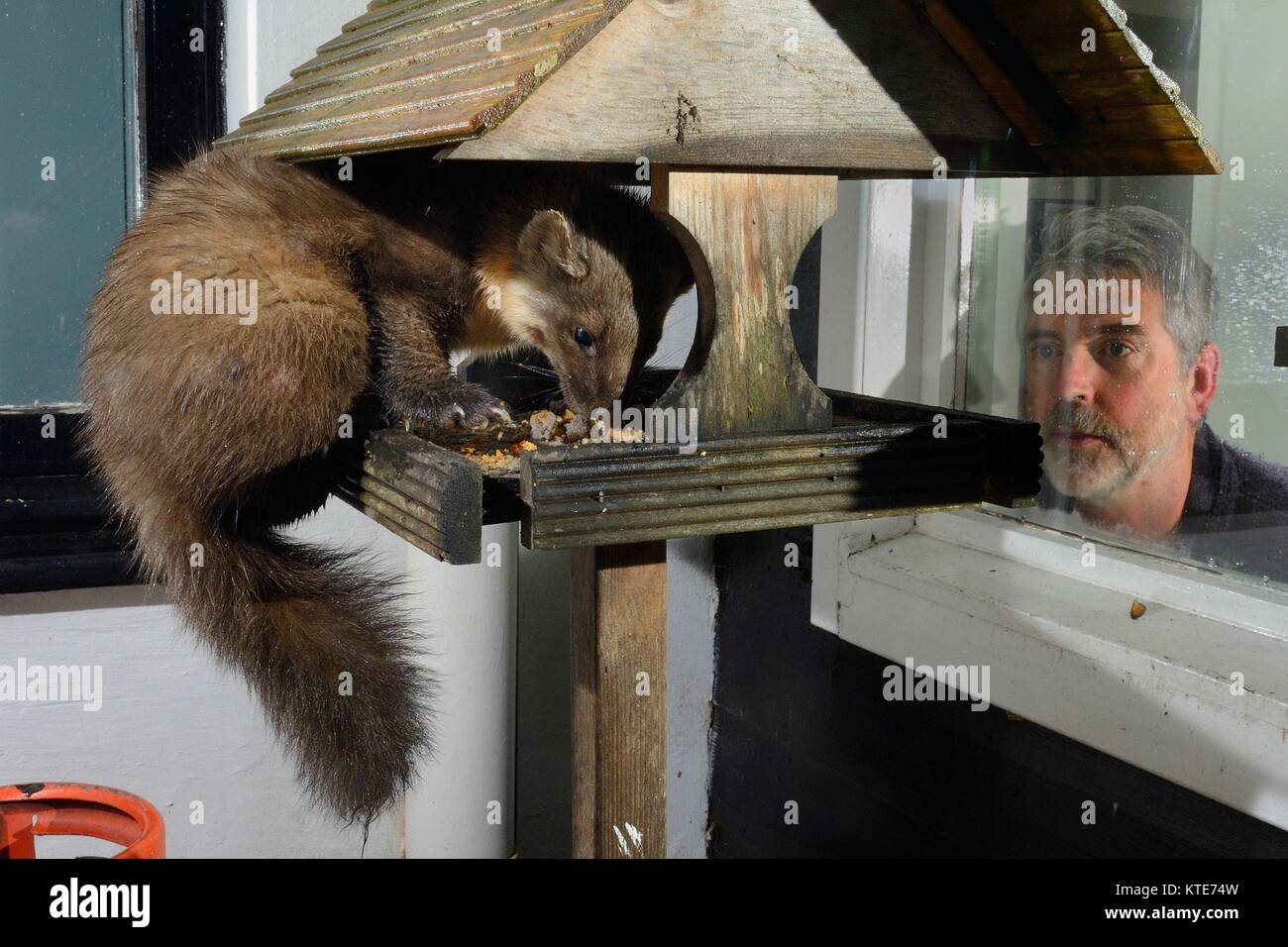 Femmina adulta martora (Martes martes) visitando bird tavolo in una guest house di notte per alimentazione sulla torta alla frutta, guardato da un ospite, Knapdale, Scozia. Foto Stock