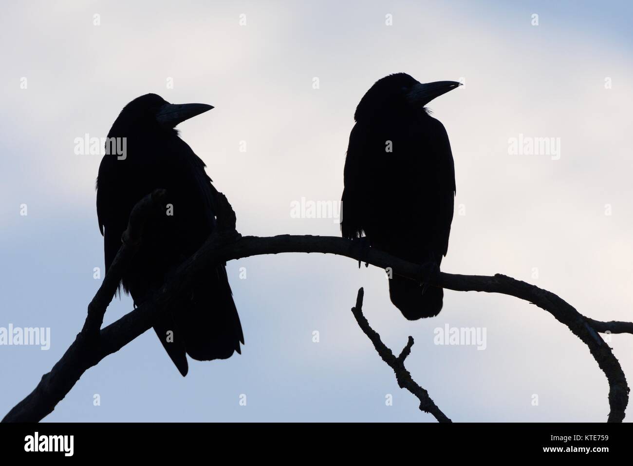 Due corvi (Corvus frugilegus) profilarsi come essi appollaiarsi su un ramo di albero a loro posatoio site al tramonto, Gloucestershire, UK, febbraio. Foto Stock