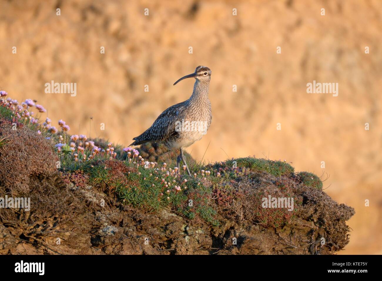 Whimbrel (Numenius phaeopus) in appoggio sul bordo di scogliera tra mare fioritura parsimonia (Armeria maritima) al crepuscolo e durante la primavera il periodo di migrazione, Cornovaglia Foto Stock
