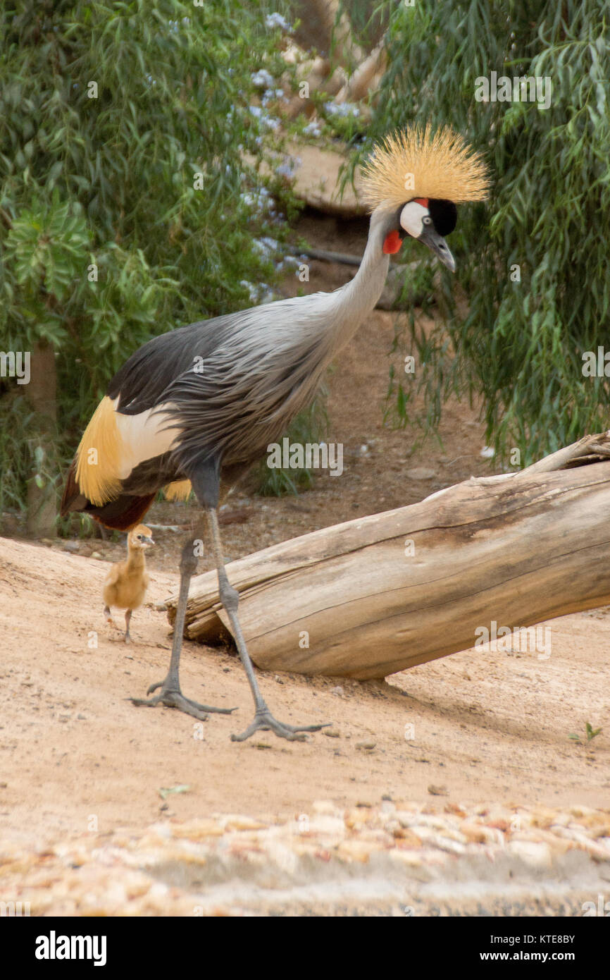 Grey Crowned Crane (Balearica regulorum) Foto Stock