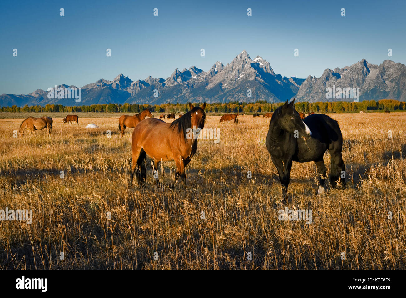 Wild Mustangs nel campo aperto delle Montagne Rocciose. Foto Stock
