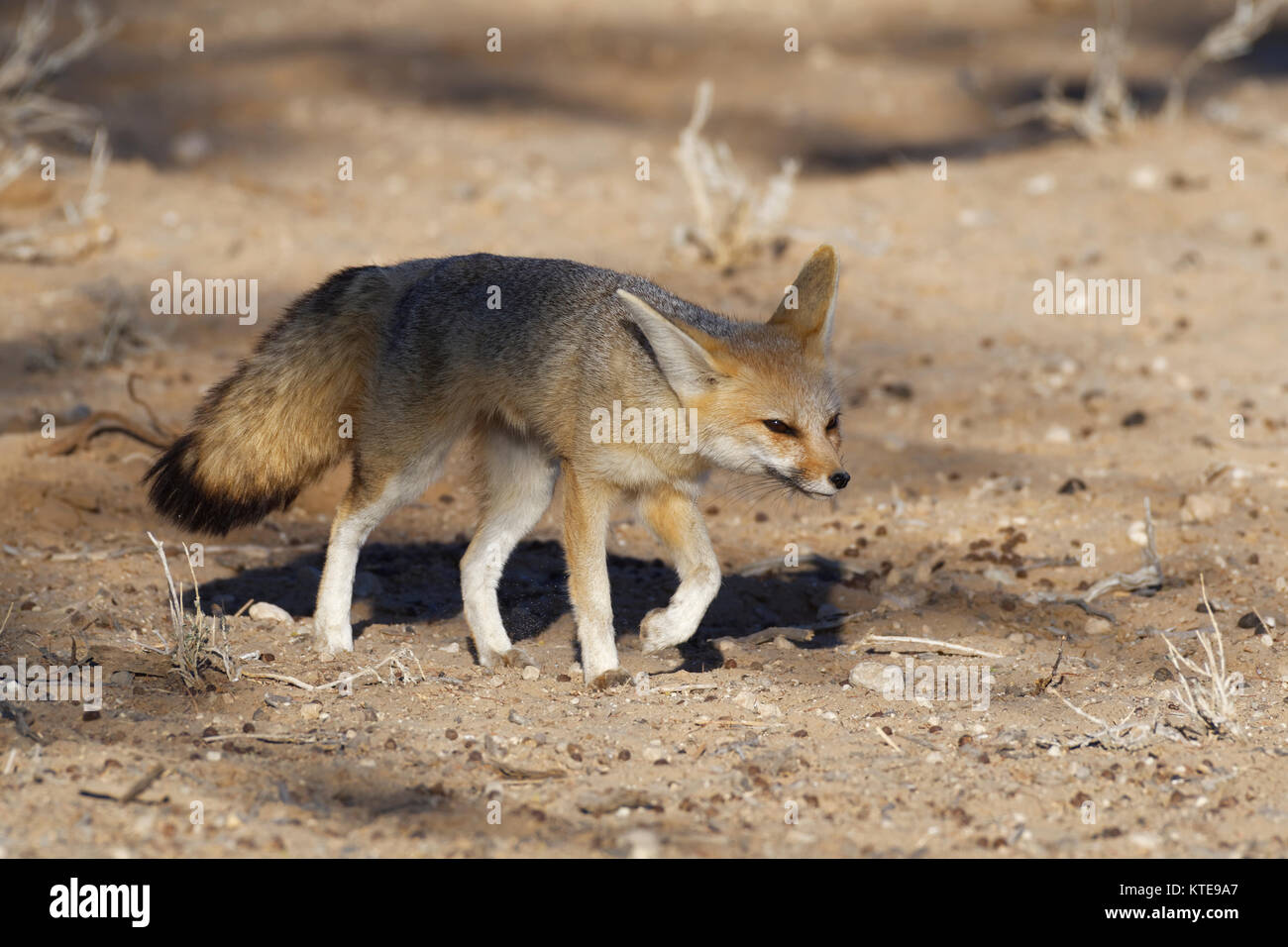 Capo volpe (Vulpes vulpes chama), femmina adulta a piedi, luce della sera, Kgalagadi Parco transfrontaliero, Northern Cape, Sud Africa e Africa Foto Stock