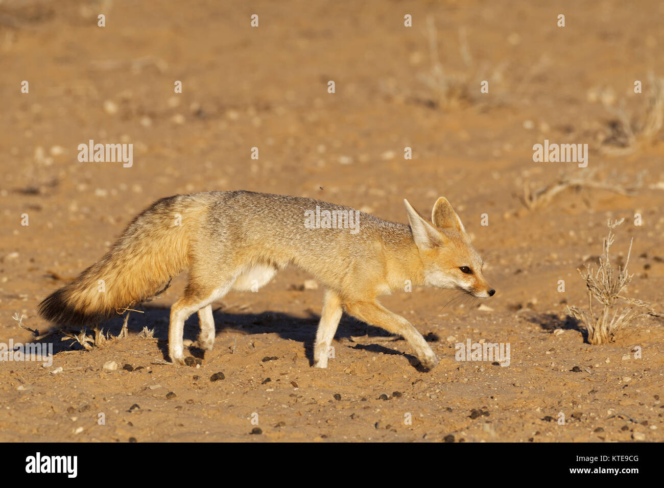 Capo volpe (Vulpes vulpes chama), femmina adulta a piedi, luce della sera, Kgalagadi Parco transfrontaliero, Northern Cape, Sud Africa e Africa Foto Stock