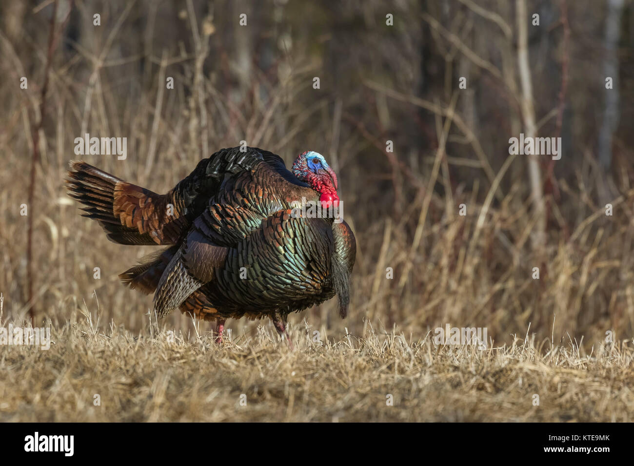 Eastern Wild Turchia Foto Stock