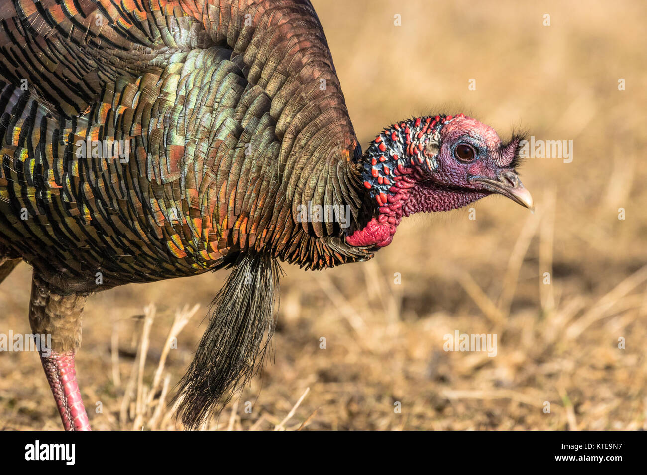 Eastern Wild Turchia Foto Stock