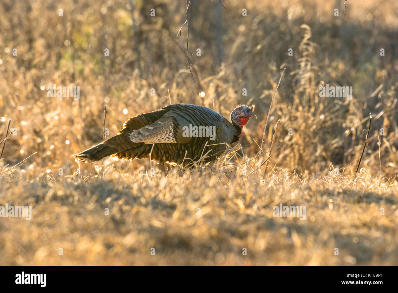 Eastern Wild Turchia Foto Stock