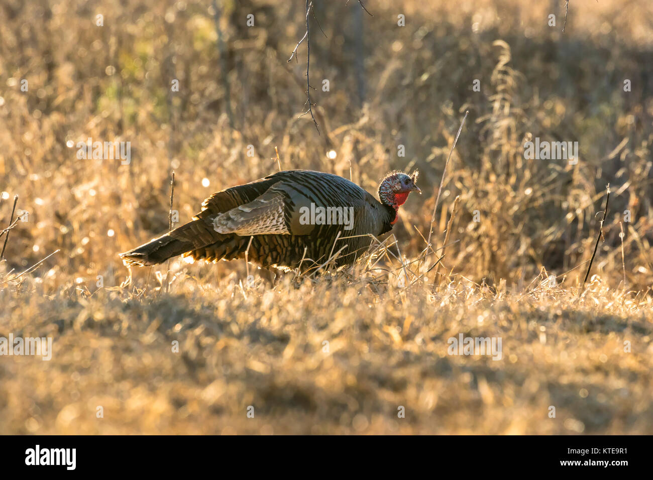 Eastern Wild Turchia Foto Stock