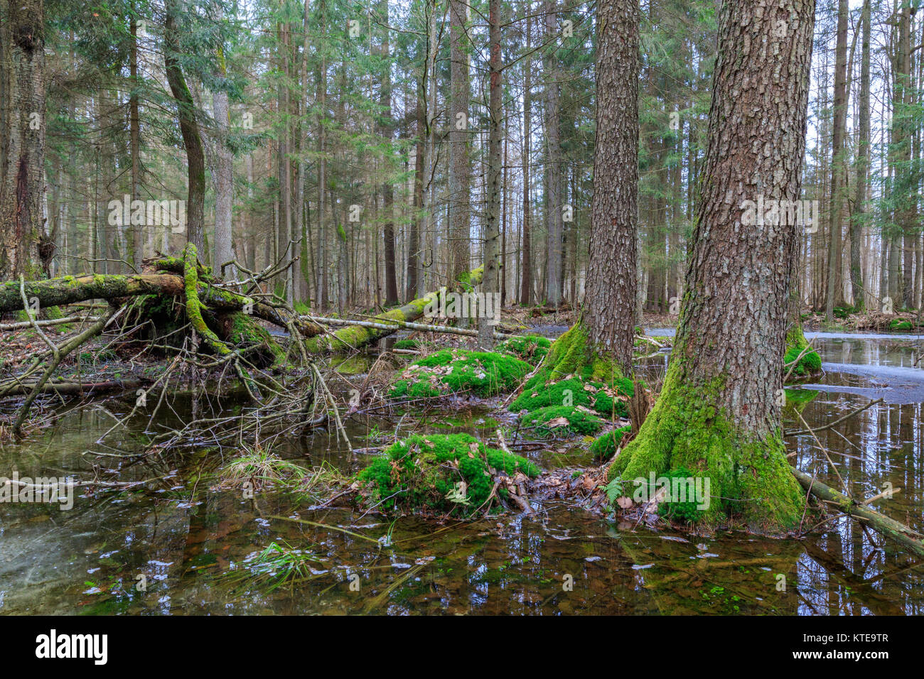 Primavera umida foresta mista con acqua stagnante e gli alberi morti in parte diminuite, foresta di Bialowieza, Polonia, Europa Foto Stock