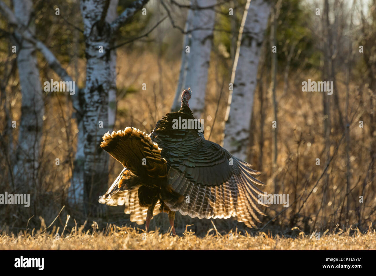 Eastern Wild Turchia Foto Stock