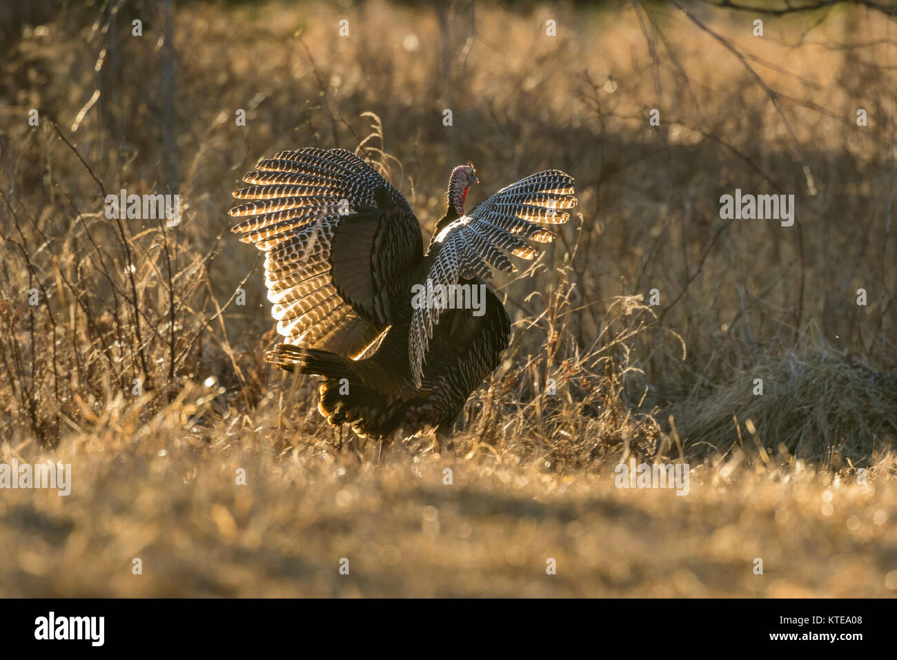 Eastern Wild Turchia Foto Stock