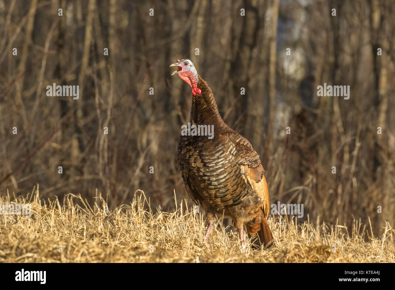 Eastern Wild Turchia Foto Stock