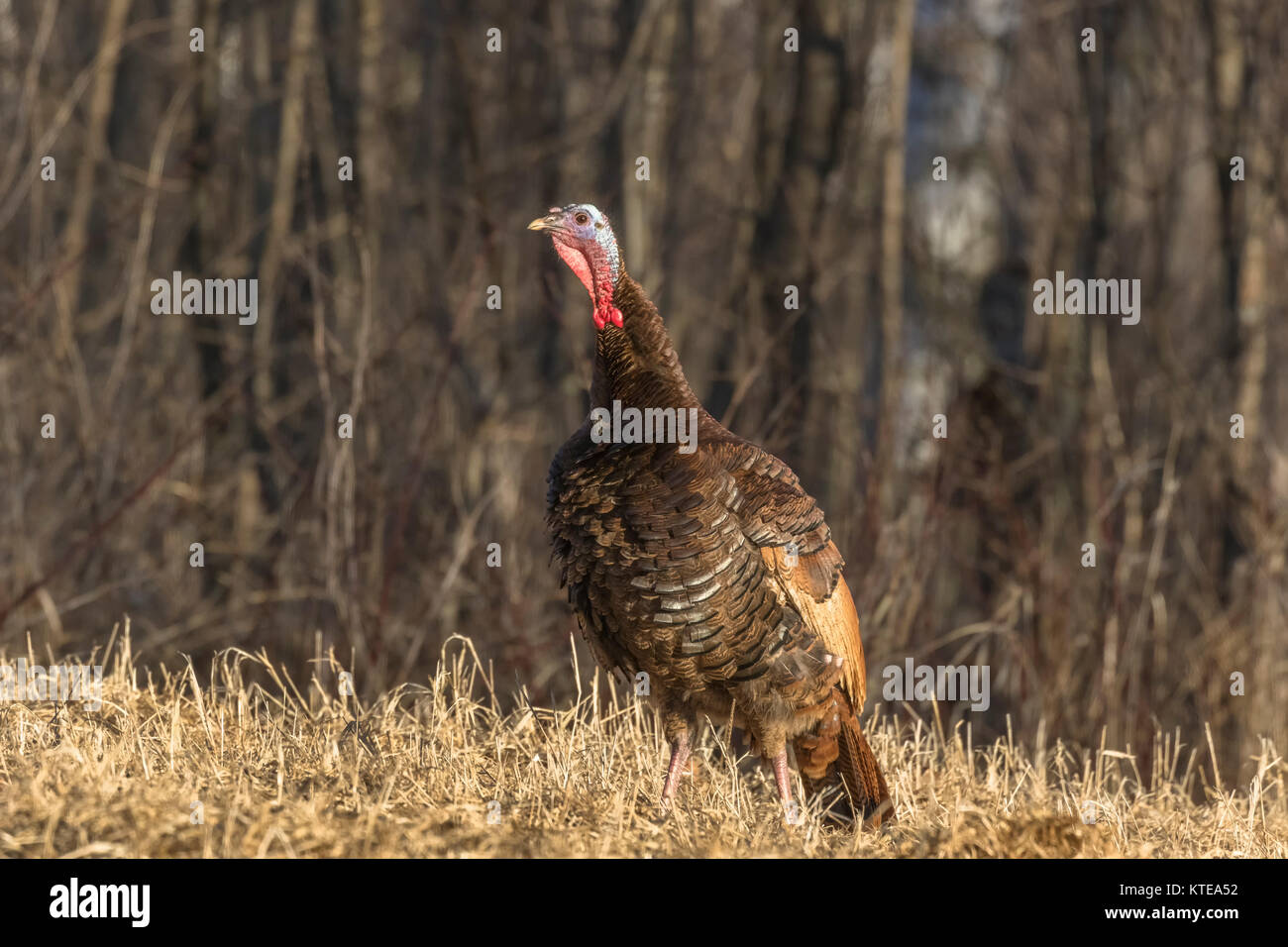 Eastern Wild Turchia Foto Stock