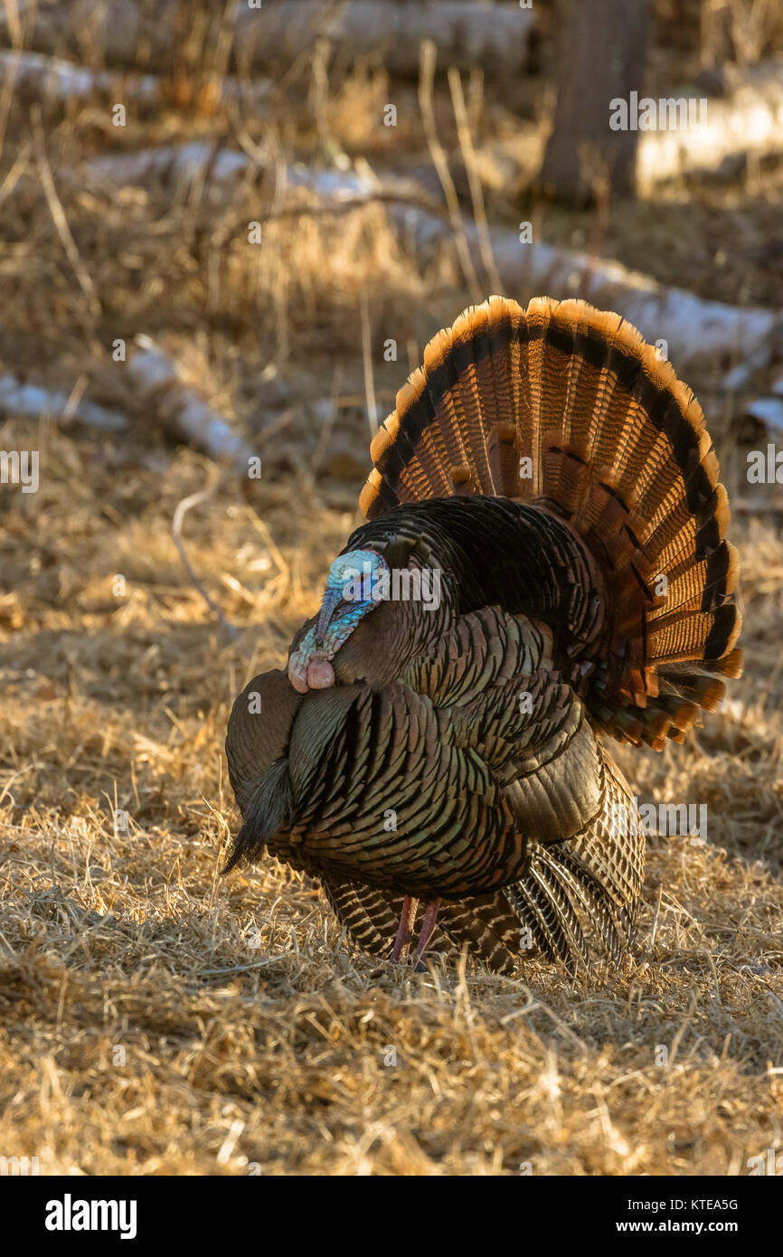 Eastern Wild Turchia Foto Stock
