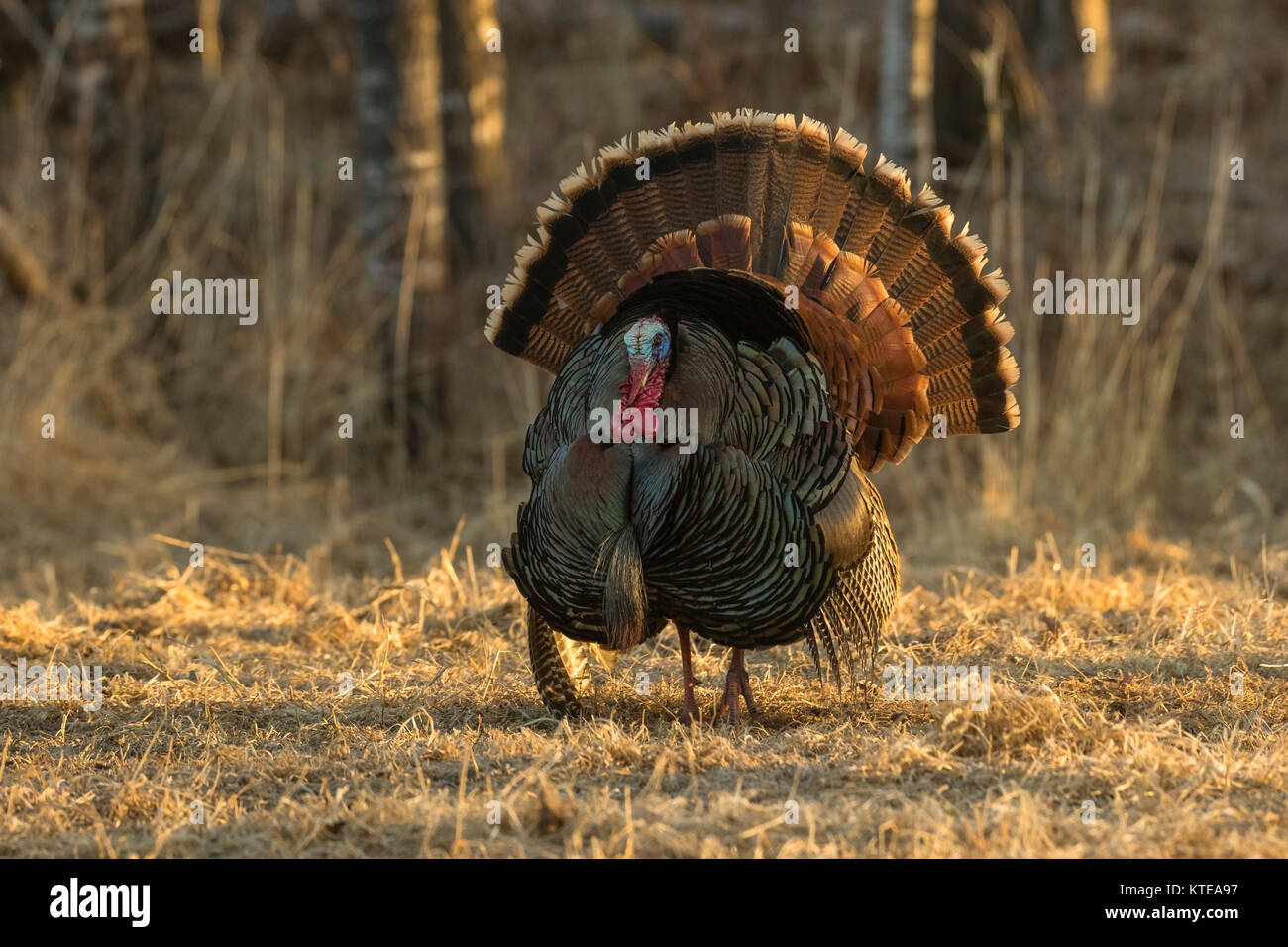 Eastern Wild Turchia Foto Stock