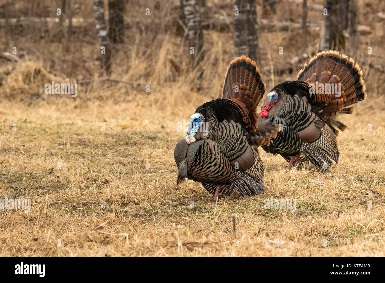 Eastern Wild Turchia Foto Stock