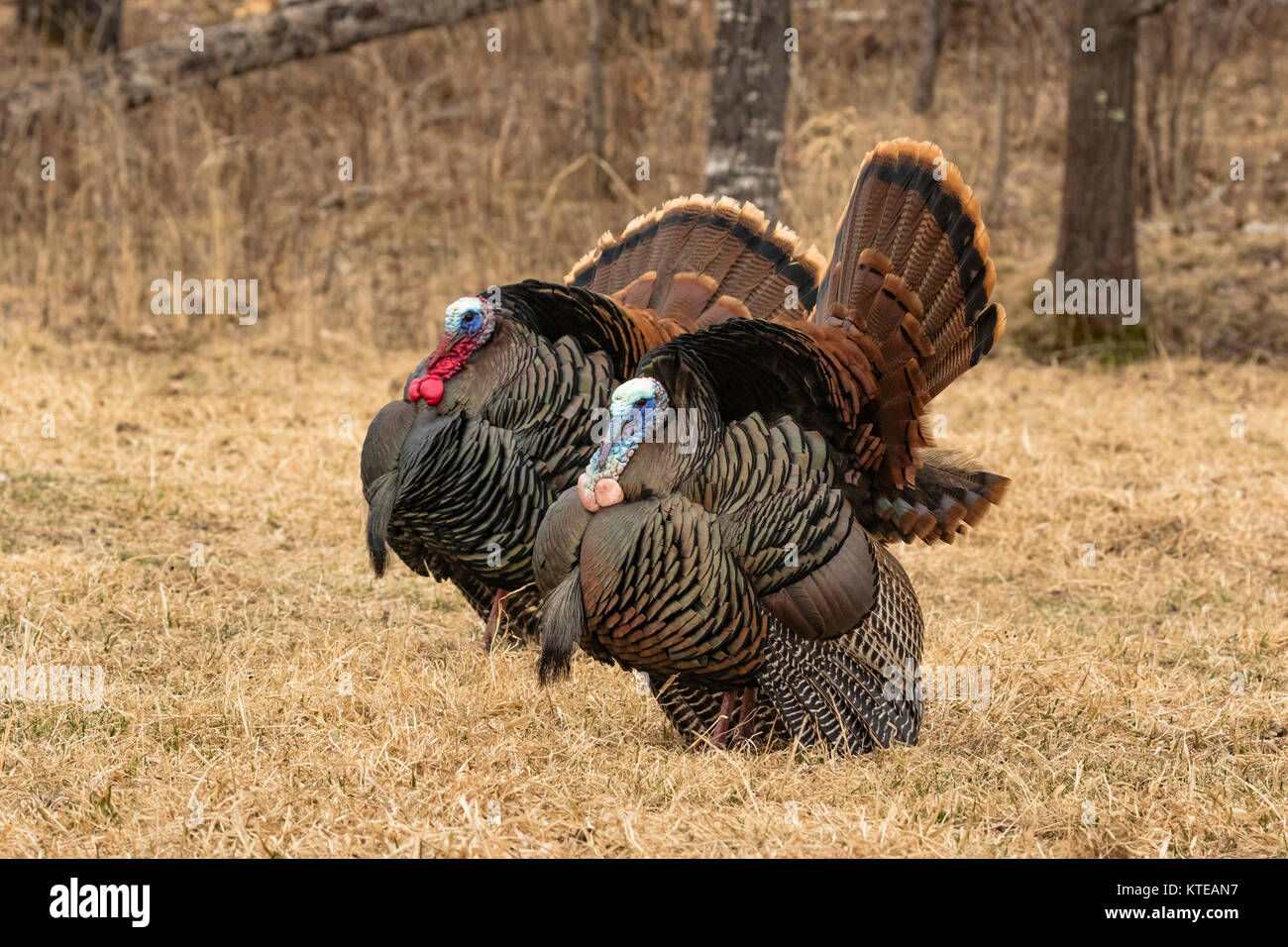 Eastern Wild Turchia Foto Stock