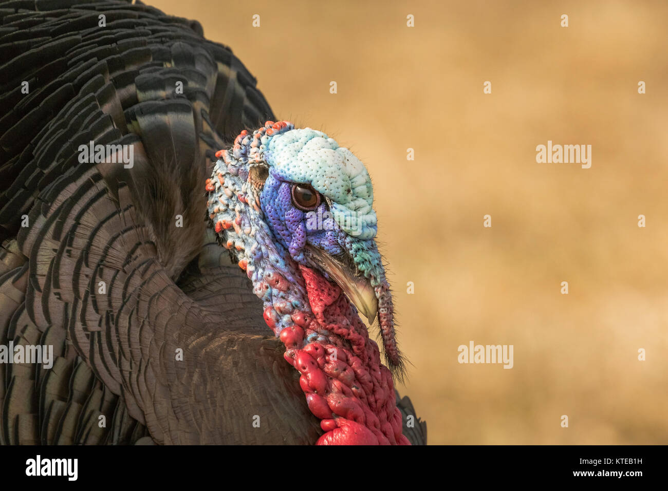 Eastern Wild Turchia Foto Stock