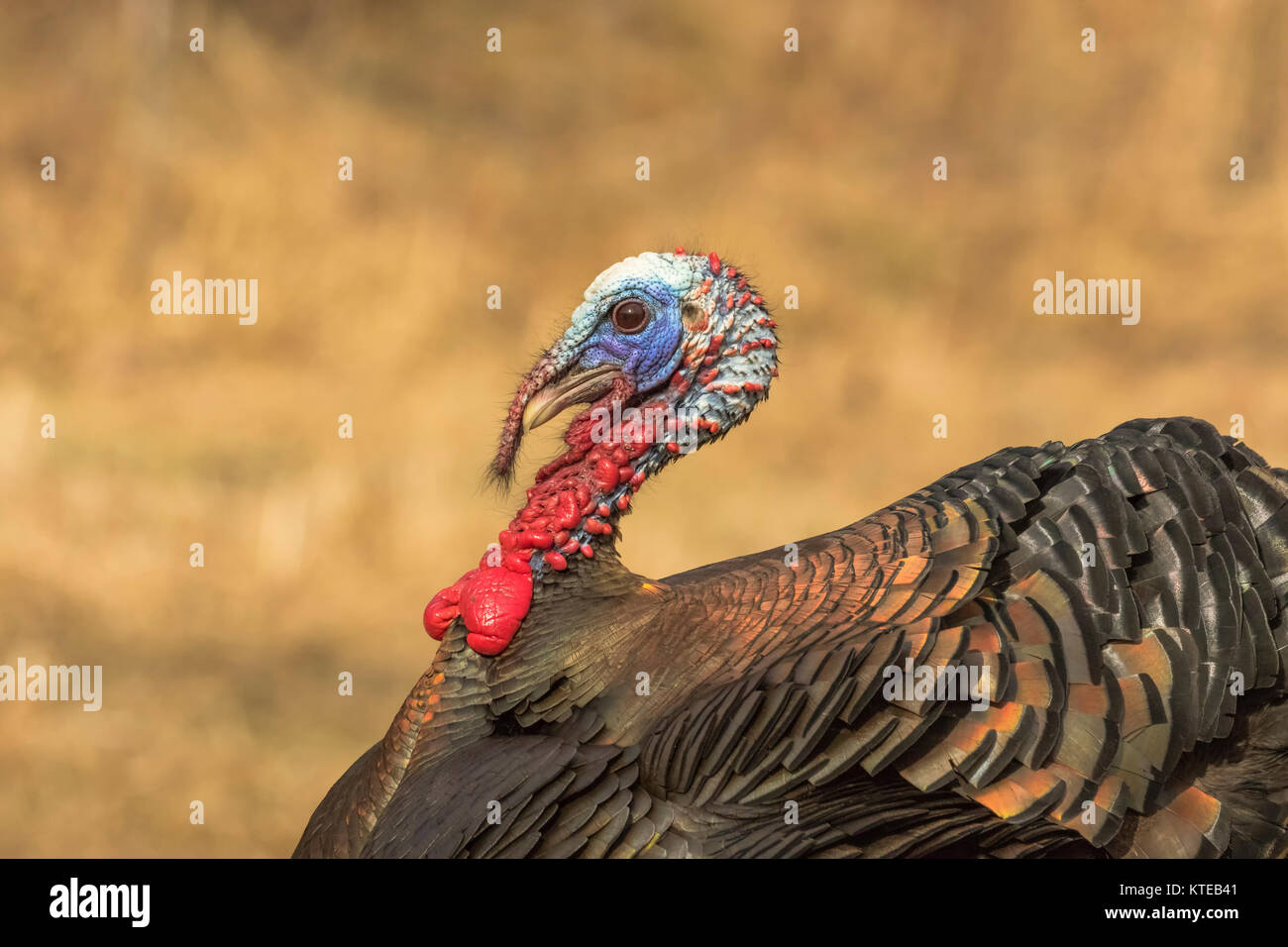 Eastern Wild Turchia Foto Stock