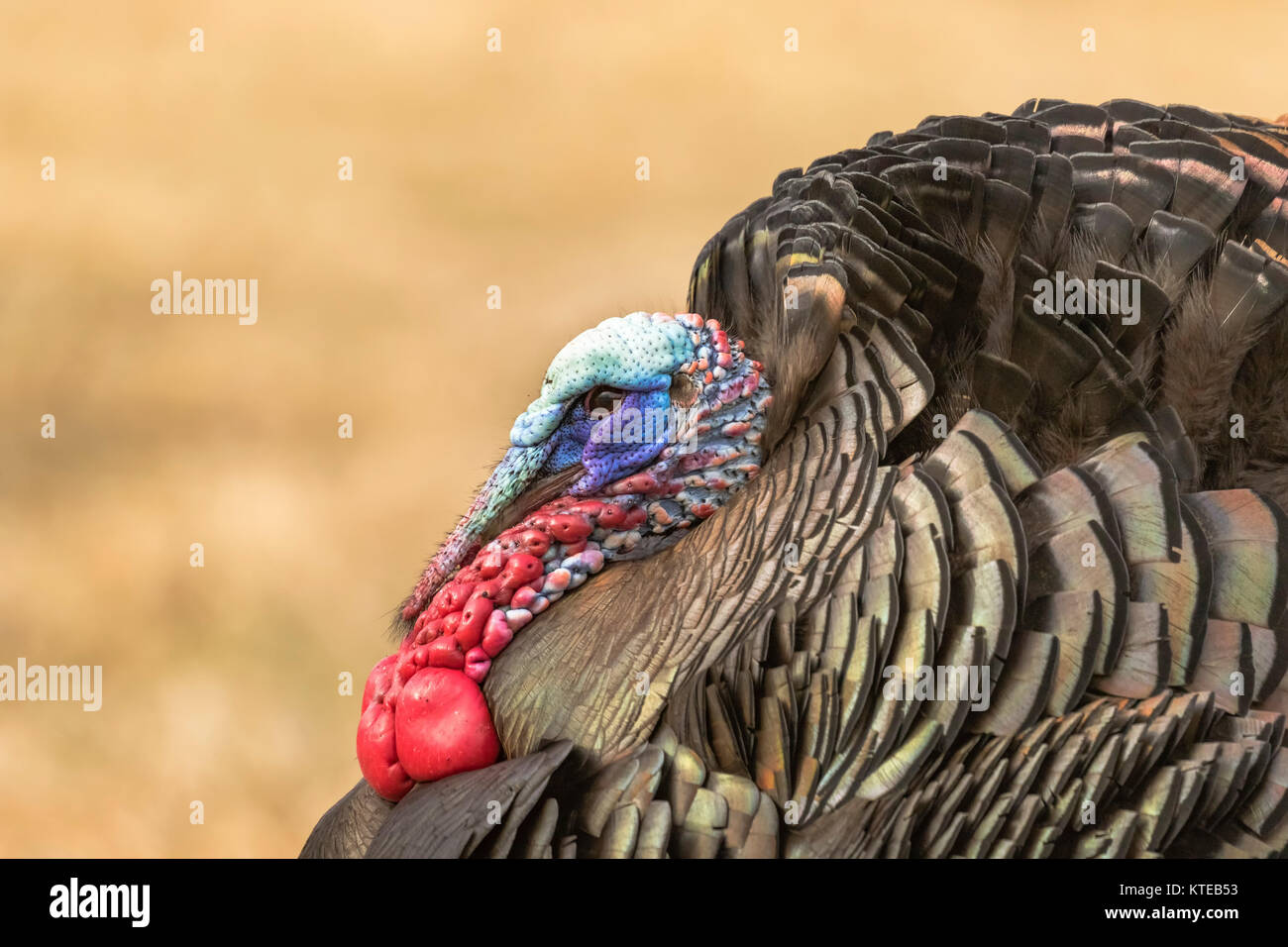 Eastern Wild Turchia Foto Stock