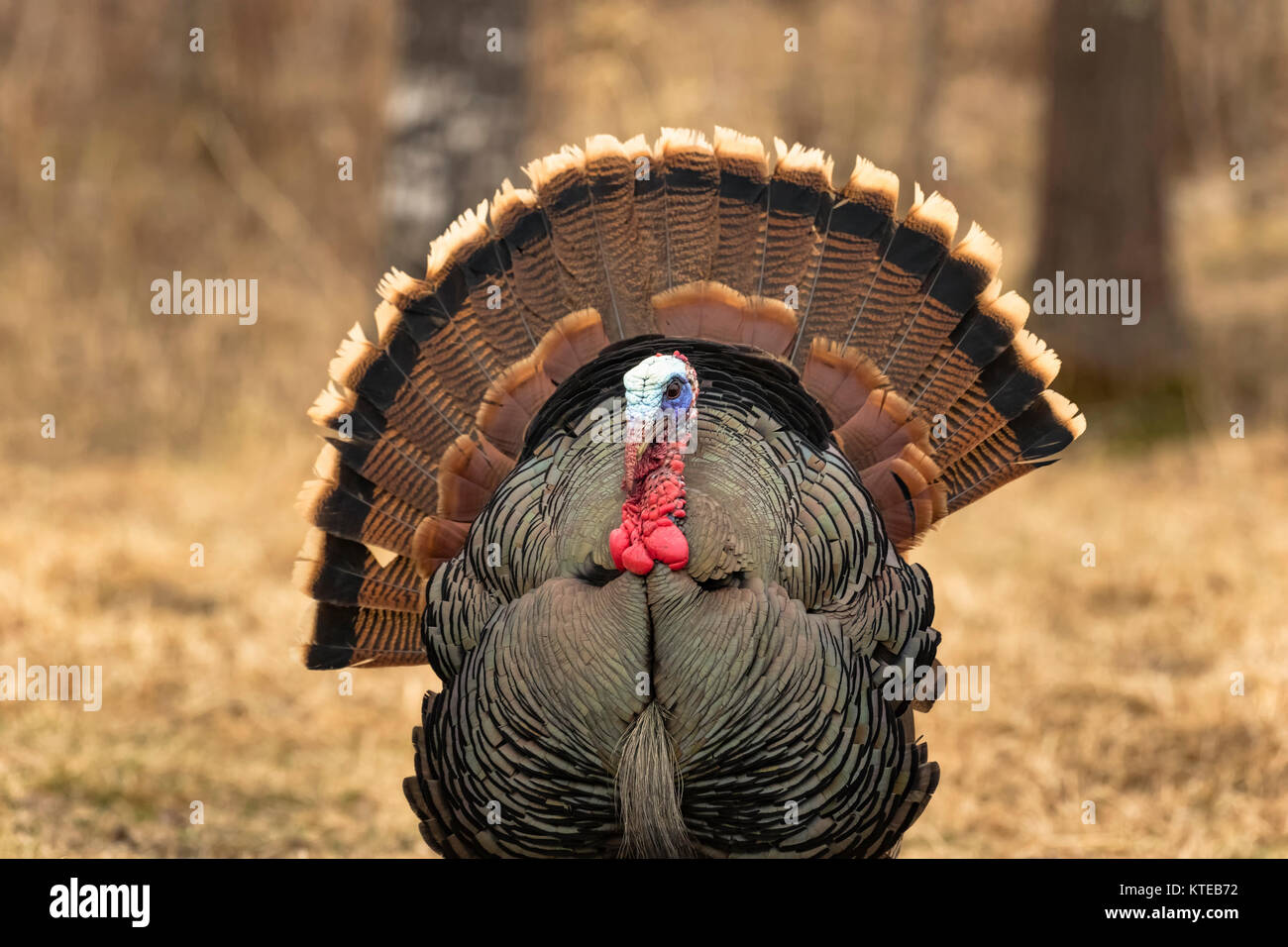 Eastern Wild Turchia Foto Stock