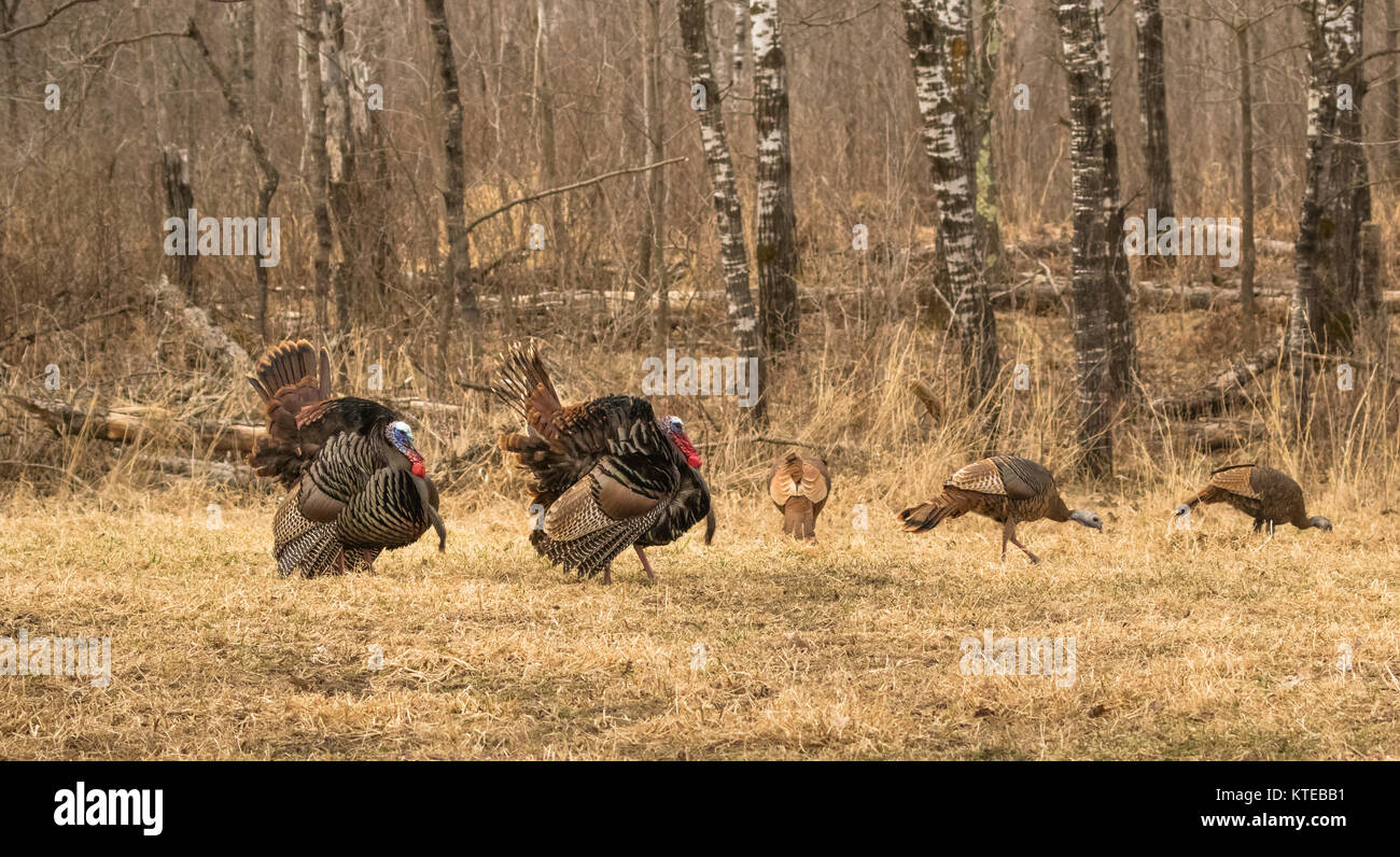 Eastern Wild Turchia Foto Stock