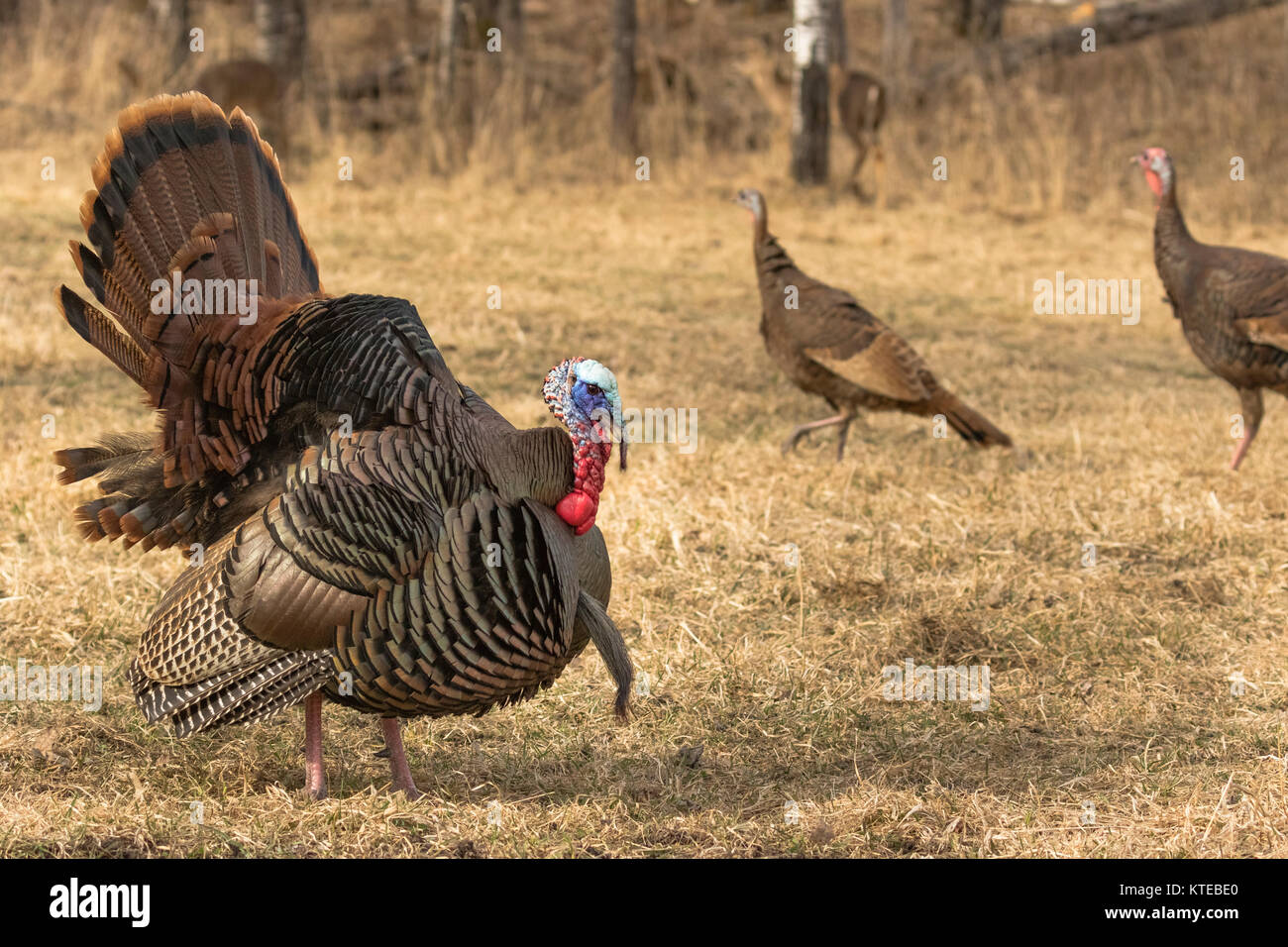 Eastern Wild Turchia Foto Stock