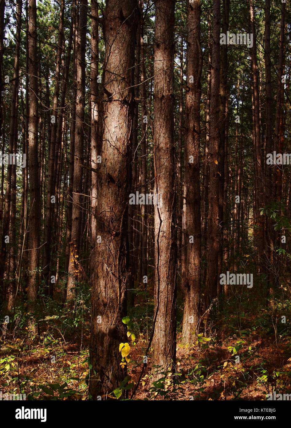 Gli alberi in una foresta in autunno Foto Stock