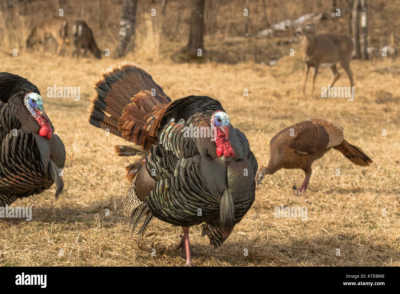 Eastern Wild Turchia Foto Stock