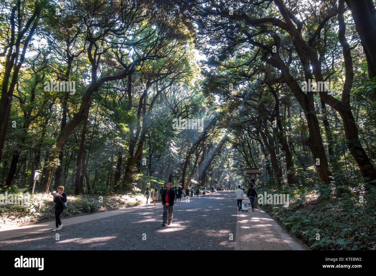 Yoyogi Park a Tokyo, in Giappone in autunno Foto Stock