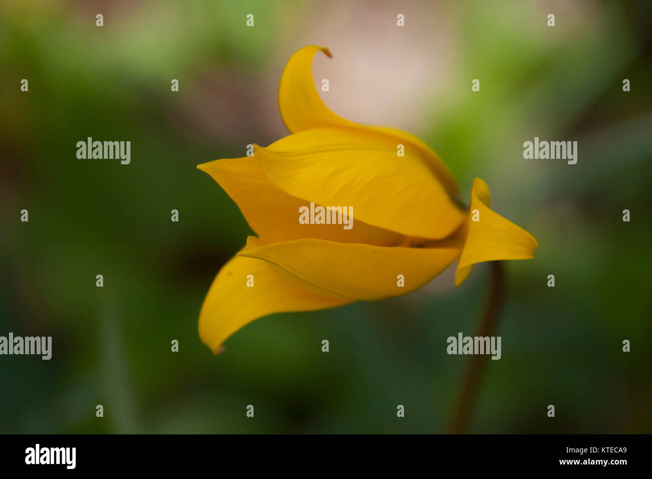 Tulipano selvatico fiore Tulipa sylvestris Foto Stock