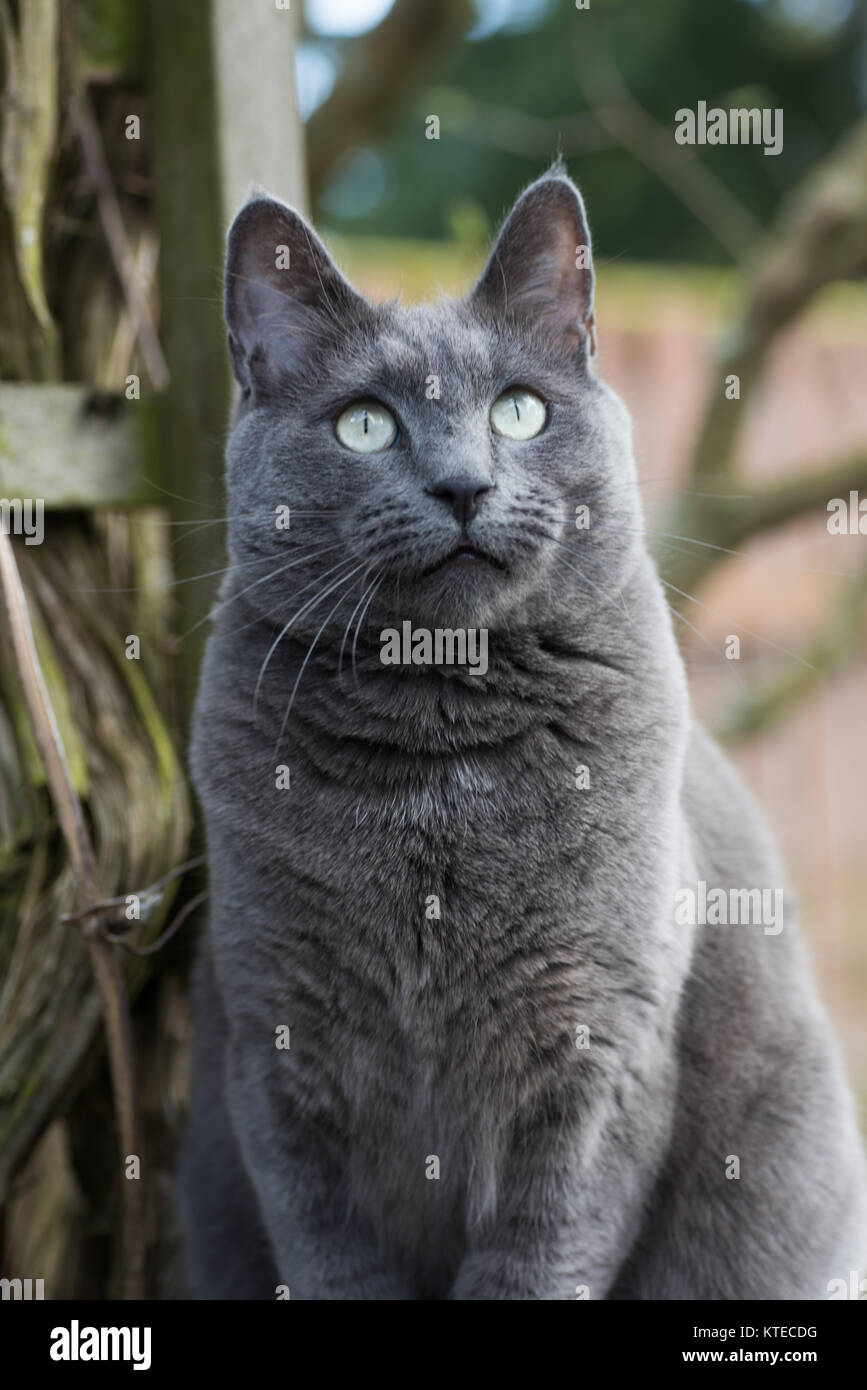 Grande gatto grigio con pelliccia di peluche guardando gli uccelli al di  fuori Foto stock - Alamy