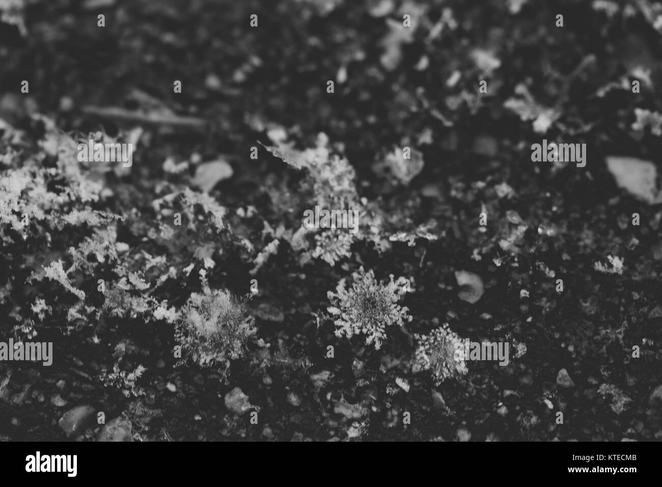 I fiocchi di neve sul terreno Foto Stock