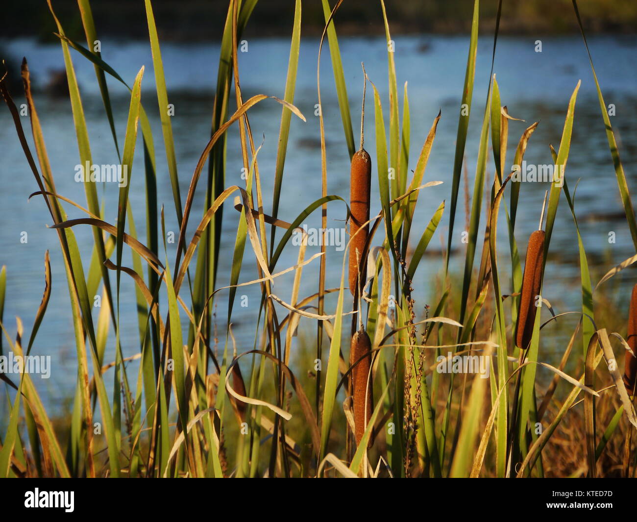 Cattails e Ance accanto al fiume Foto Stock