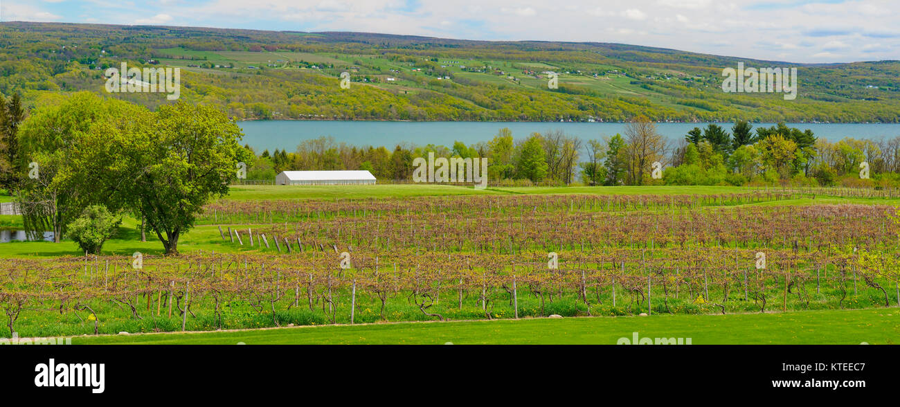 Glenora Cantine, Finger Lakes, Dundee, New York, Stati Uniti d'America Foto Stock