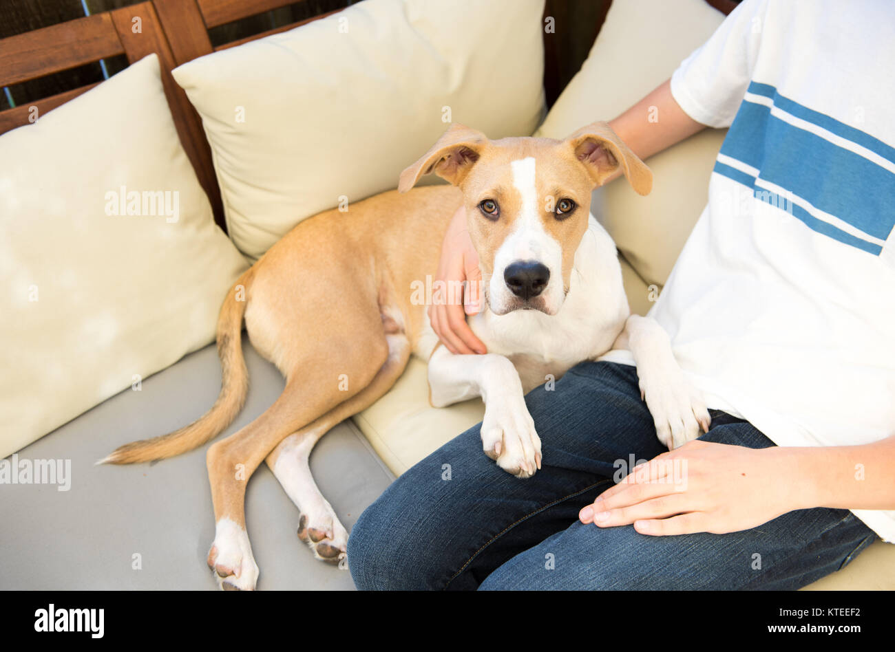 I giovani di razza mista e di Tan cane bianco appoggiato accanto al proprietario del Giro Foto Stock