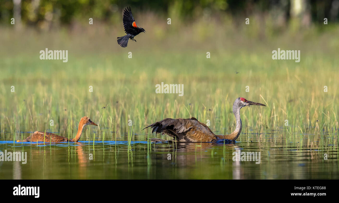 Sandhill crane Foto Stock