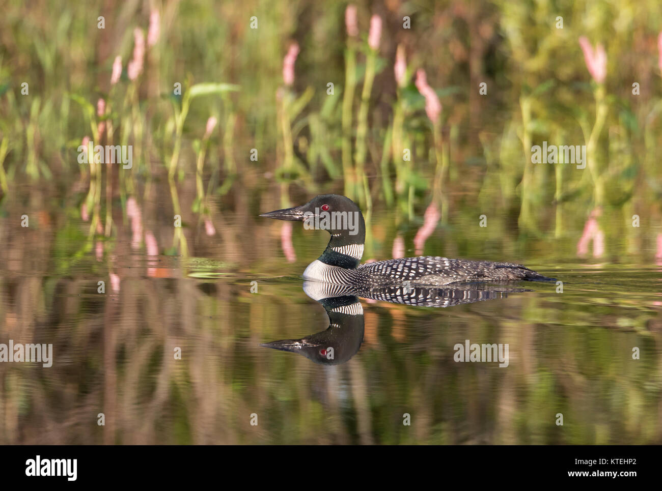 Loon comune di nuoto in Wisconsin settentrionale del lago Foto Stock