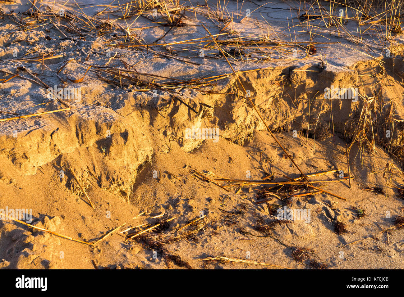 Il sole del mattino riscalda il freddo gelido e spiaggia di sabbia. Parti di reed e radici rallenta la sabbia che si verificano fenomeni di erosione. Foto Stock