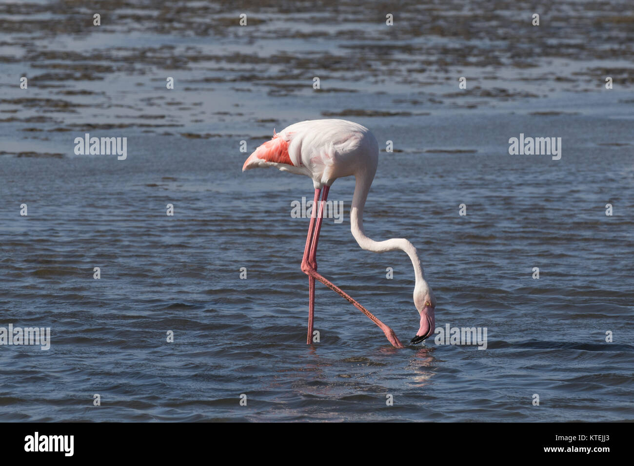 Un adulto fenicottero maggiore filtro-alimentare sulle velme di Walvis Bay Lagoon, Namibia Foto Stock