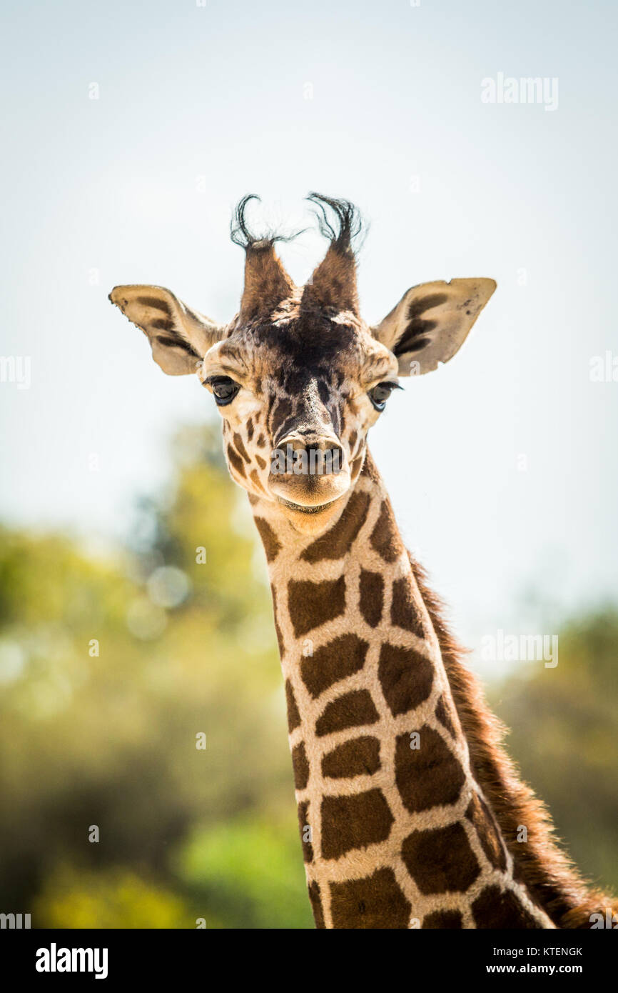Yong baby giraffe guardando la telecamera Foto Stock