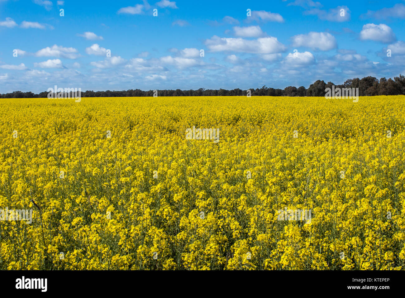 Vista aerea di colore giallo brillante canola colture con cielo blu su terreni agricoli in Narromine, Nuovo Galles del Sud, Australia Foto Stock