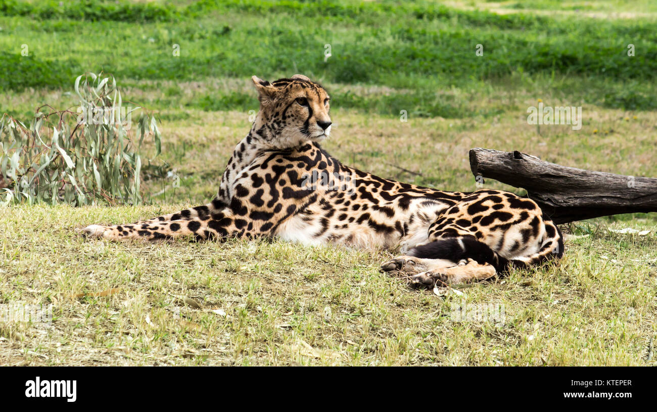 Outdoor ritratto di African Cheetah gatto selvatico in appoggio sull'erba Foto Stock