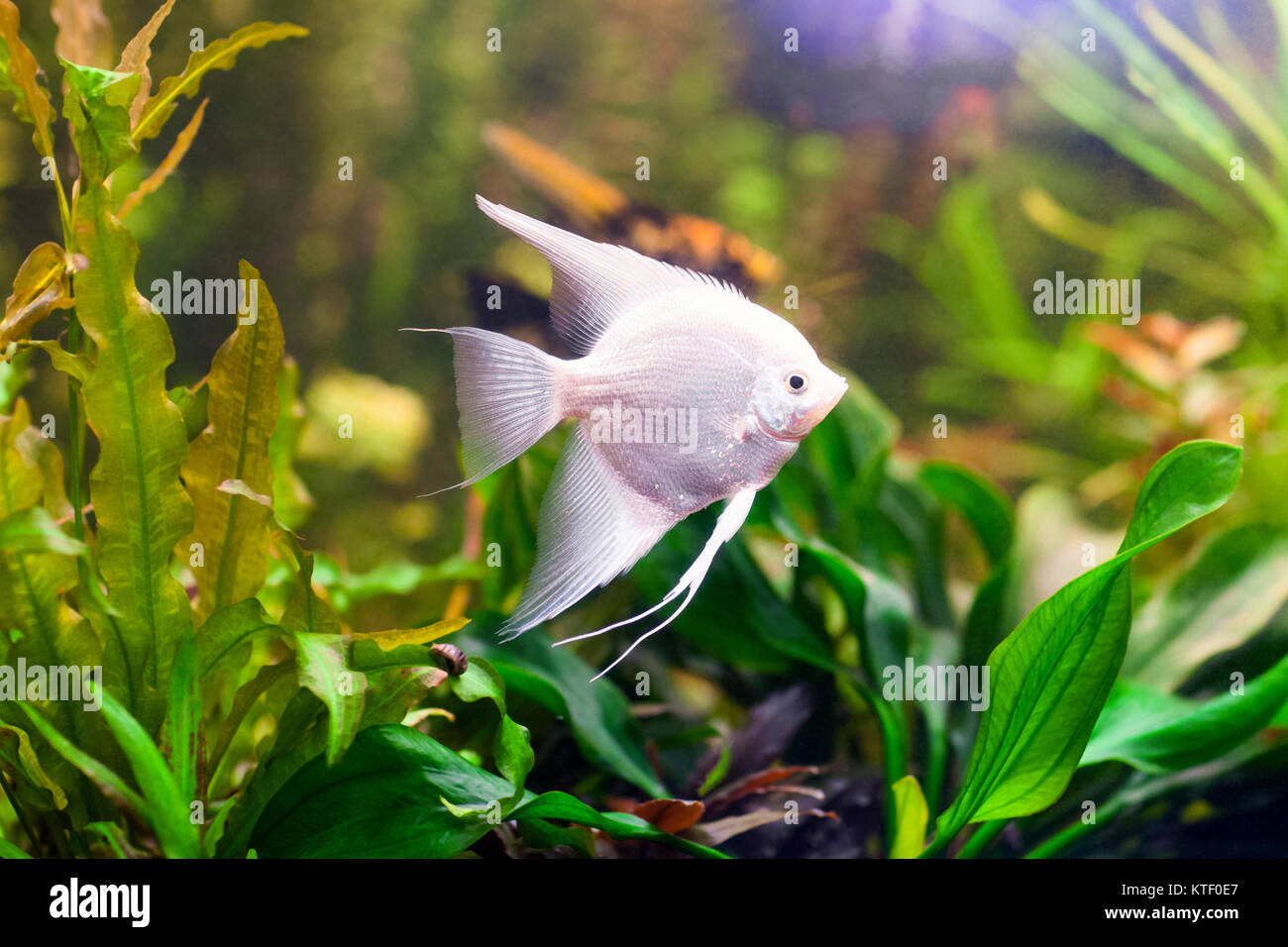 Bianco pesce scalare sull'acqua. Foto Stock