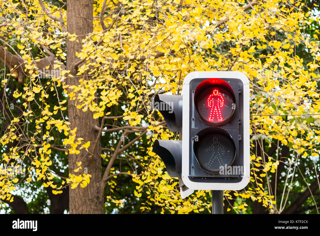 Pedonale luce rossa contro foglie gialle in autunno Foto Stock