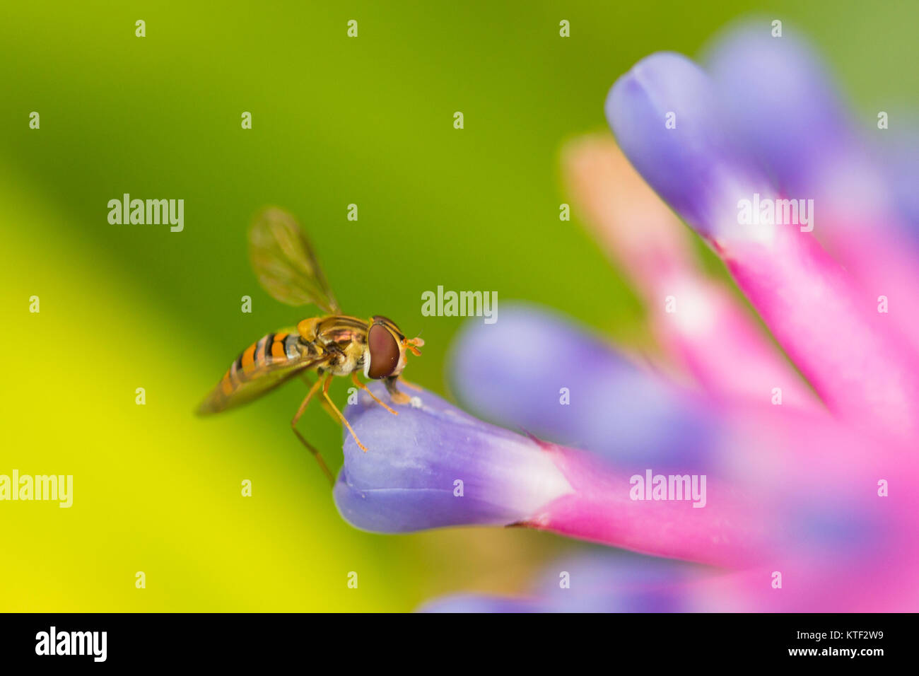 Un hover volare mimando una Vespa in appoggio su un Bromeliad fiore Foto Stock