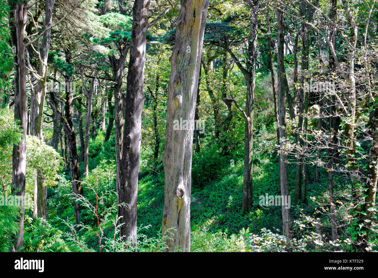 Foresta boscosa con sottobosco di piante verdi Foto Stock